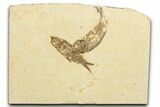 Limestone with Two Fossil Fish (Knightia) - Wyoming #345504-1